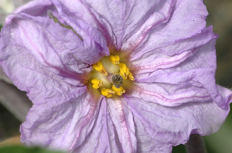 File:Solanum melongena-floro-01.jpg