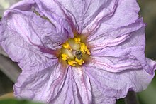 Solanum melongena-floro-01.jpg