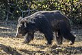 * Nomination Sri Lankan sloth bear (Melursus ursinus inornatus) --Charlesjsharp 11:39, 18 March 2022 (UTC) * Promotion  Support Good quality. --Ermell 20:02, 18 March 2022 (UTC)