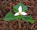 Trillium ovatum