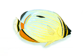 Description de l'image XRF-Chaetodon trifasciatus.png.