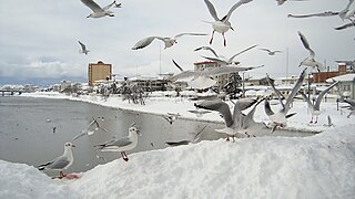 Neve en Tonekabon