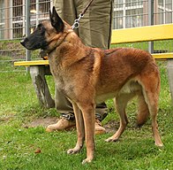 Belgian Malinois