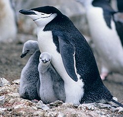 Manchot à jugulaire (Pygoscelis antarcticus)