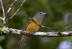 Gråhuvad tyrann (M. rufiventris)