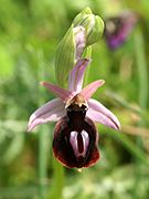 Ophrys ferrum-equinum