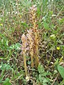 ハマウツボ属 Orobanche pubescens