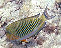 Acanthurus lineatus