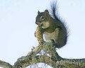 I'm not sure what kind of squirrel this is so I'm just putting it here until I figure it out. I thought it was a Western Gray Squirrel but that may not be right. Once I'm a bit more sure, I'll move it to the appropriate page.