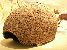 Una closca de Glyptodon.