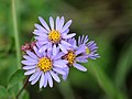 Aster amellus (Ffarwel Haf)