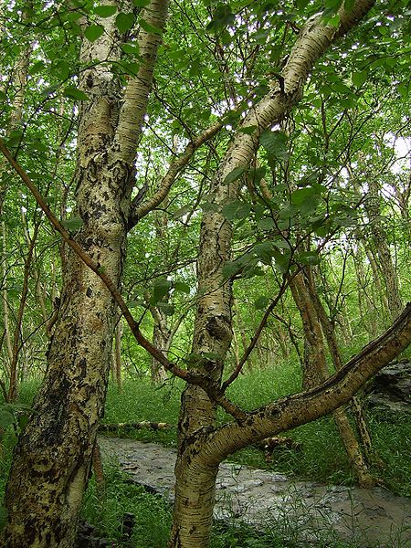 File:Changbai Betula.JPG