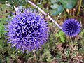 Echinops ritro (capitulum compositum)