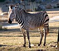 Bergzebra in der Disney's Animal Kingdom Lodge 2010 (Teleobjektiv auf D40x)