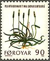 FR 42: Sævar Gøtubrá (Plantago maritima) - Sea Plantain