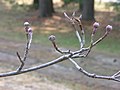 'Rutdan', twigs, buds