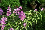 တၞံဓနဳ Queen's Flower (Pride of India, or Crepe flower, Taman (तामण) or Mota bondara in Marathi, Arjuna in Hindi, Jarul in Bengali, Kaduli கடுலி  in Tamil and Vara gogu in Telugu) -- Lagerstroemia speciosa