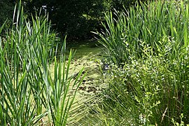 Forêt de Lespinasse (Loire) 002.jpg