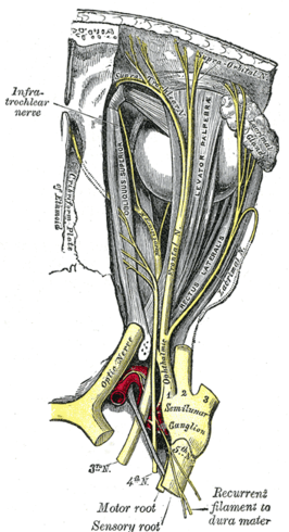 Bovenaanzicht van de oogbol, met in het midden de nervus frontalis (aangeduid als "Frontal N.")