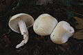 Hygrophorus discoxanthus