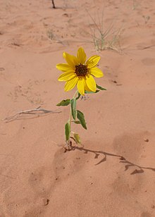 Slunečnice Helianthus anomalus je hybridem druhů H. annua a H. petiolaris