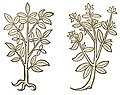 Hortus sanitatis 1491. Li.: Isopus. Re.: Satureia