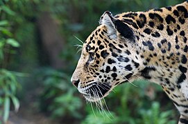 Jaguar portrait, Tiergarten Schönbrunn.jpg