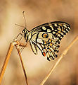 Papilio demoleus (Lime Swallowtail)