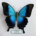 Papilio pericles