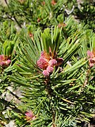 Pollen cones, Desolation Wilderness, California