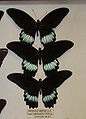 Papilio mayo