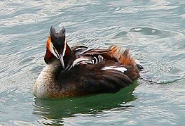 hjerringslynder (Podiceps cristatus)