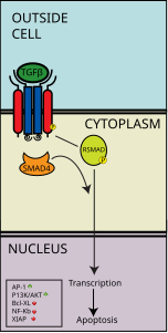 File:SMAD apoptosis.svg