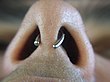 Septum-Piercing