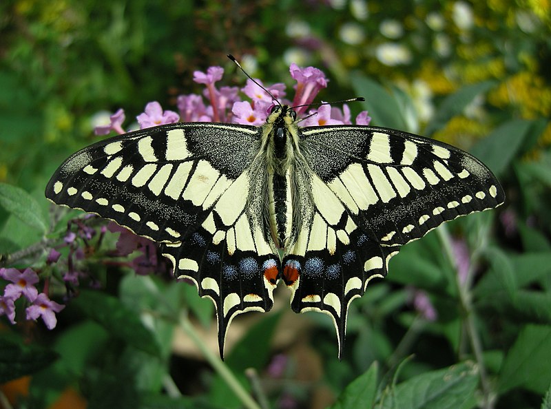 File:Thomas Bresson - Machaon-1 (by).jpg