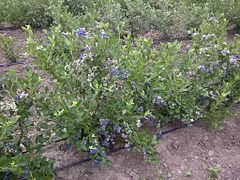 Bleuets de Vaccinium corymbosum sur pied