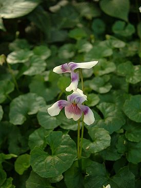 Viola banksii