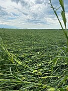 2020aug-derecho-damage-Roland-Iowa.jpg