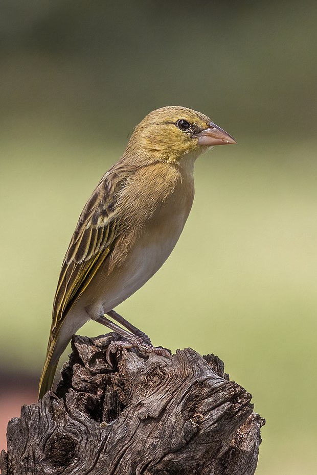 Photographie d’un oiseau.