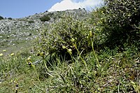 Ophrys cinereophila Ophrys fusca ssp. cinereophila