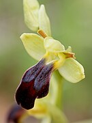 Ophrys zonata Ophrys fusca