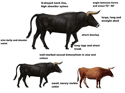 Dibuix d'un esquelet d'ur basat en l'esquelet d'un toro de Lund i el d'una vaca de Cambridge, amb trets característics dels urs