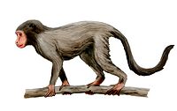 Aegyptopithecus