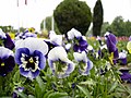 Pansies showing typical face-like markings