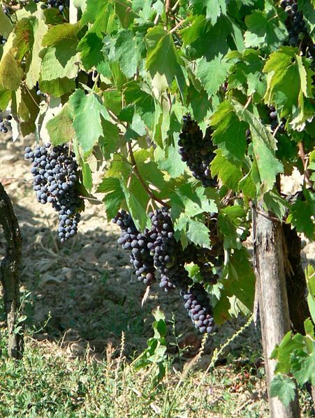 File:Blue grapes in vineyard.jpg