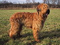 Briard in der Farbe fauve