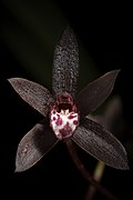 Cymbidium canaliculatum