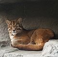 Paka-msitu wa Asia Asian golden cat