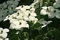 Cornus kousa flower detail