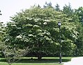 Cornus kousa